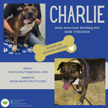 Rescue American Bulldog Dogs for Adoption in Pottstown, Pennsylvania - Charlie | PetCurious