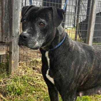 Mixed Breed Dogs Available for Adoption - Suzie | PetCurious