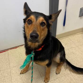 Sprinkles -  German Shepherd Dog and Australian Shepherd Dog for Adoption in Ashtabula, Ohio - Sprinkles | PetCurious