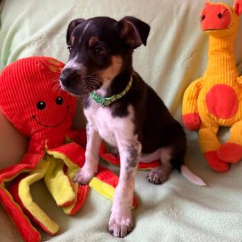Buckaroo -  Australian Shepherd and Pointer Dog for Adoption in Normal, Illinois - Buckaroo | PetCurious