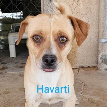 Rescue Terrier Dogs for Adoption in Midland, Texas - Havarti | PetCurious