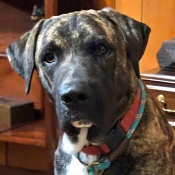 Joe -  Mixed Breed Dog for Adoption in Chelmsford, Massachusetts - Joe | PetCurious
