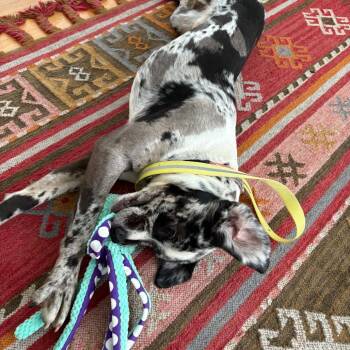 Catahoula Leopard Dog and Mixed Breed Dogs Available for Adoption in Minnetonka, Minnesota - Spot D69312 | PetCurious