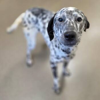 Bangor -  Hound and Mixed Breed Dog for Adoption in Chatham, Virginia - Bangor | PetCurious
