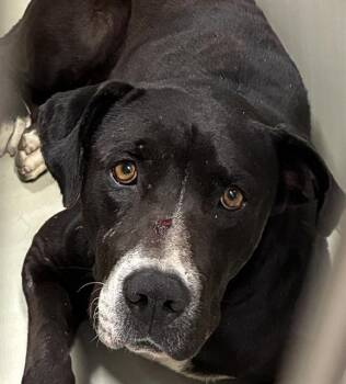 Rescue Bullmastiff Dogs for Adoption in Thousand Oaks, California - Jagger -- URGENT!! | PetCurious