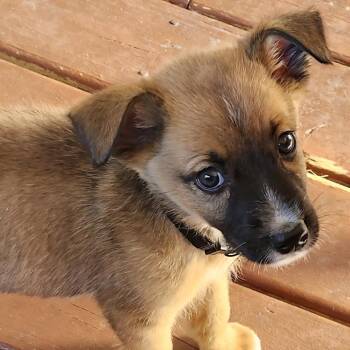 Mitch Grassi -  Australian Shepherd and Mixed Breed Dog for Adoption in Shorewood, Illinois - Mitch Grassi | PetCurious