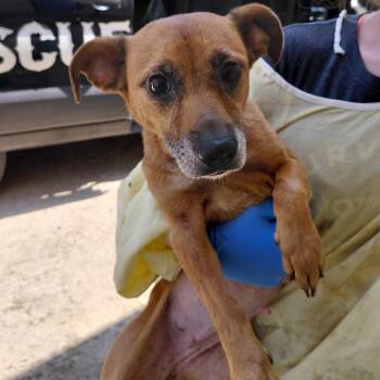 Polly 3682 -  Mixed Breed Dog for Adoption in Loxahatchee Groves, Florida - Polly 3682 | PetCurious