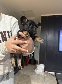 Princess  -  French Bulldog Dog for Sale in Phoenix, Arizona - Princess  | PetCurious