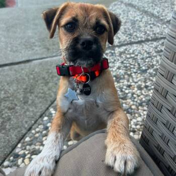 Rescue Terrier and Mixed Breed Dogs for Adoption in San Pablo, California - Yoshi_SH1210 | PetCurious