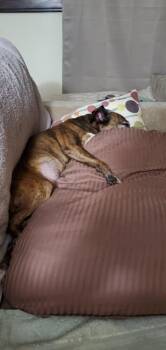 Chihuahua and Pug Dogs Available for Adoption in Manhattan Beach, California - Saydee | PetCurious
