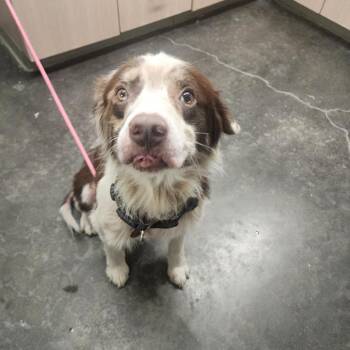 Todd -  Australian Shepherd and Mixed Breed Dog for Adoption in Evensville, Tennessee - Todd | PetCurious