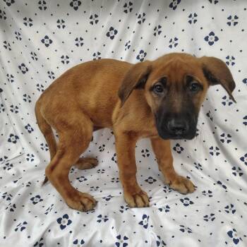 Sunstone -  German Shepherd Dog and Labrador Retriever Dog for Adoption in Coos Bay, Oregon - Sunstone | PetCurious