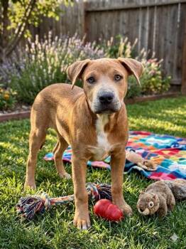 Maverick -  Staffordshire Bull Terrier and Shepherd Dog for Adoption in St. Augustine, Florida - Maverick | PetCurious