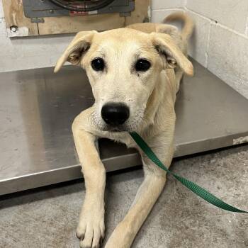 Jewel A061282 -  Labrador Retriever Dog for Adoption in San Andreas, California - Jewel A061282 | PetCurious