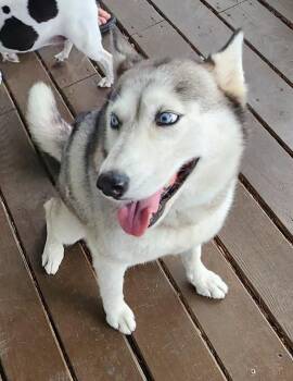 Rescue Siberian Husky Dogs for Adoption in Louise, Texas - Frejah | PetCurious