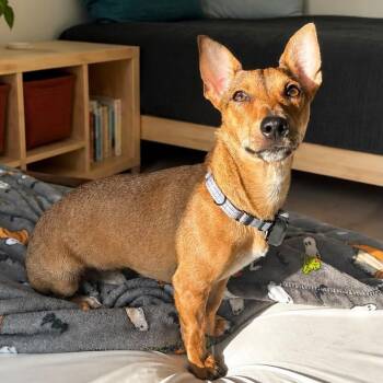 Benito -  Dachshund and Chihuahua Dog for Adoption in Baldwin, Maryland - Benito | PetCurious