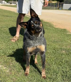 Australian Cattle Dog Blue Heeler and Pug Dogs Available for Adoption in Rockaway, New Jersey - Chase Dixon | PetCurious