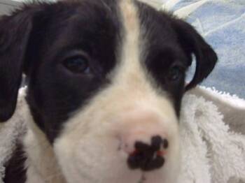 Mixed Breed Dogs Available for Adoption in Dallas, Texas - SUNDAE | PetCurious