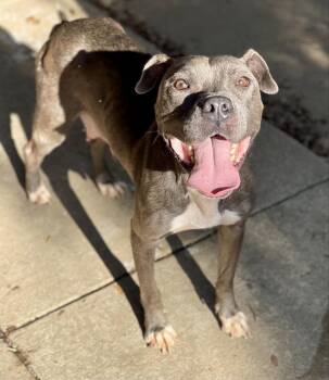 Haven -  Pit Bull Terrier Dog for Adoption in Albany, Georgia - Haven | PetCurious