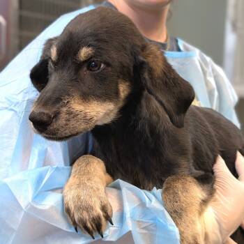 Rescue Shepherd Dogs for Adoption in Saint Charles, Missouri - Pecan | PetCurious