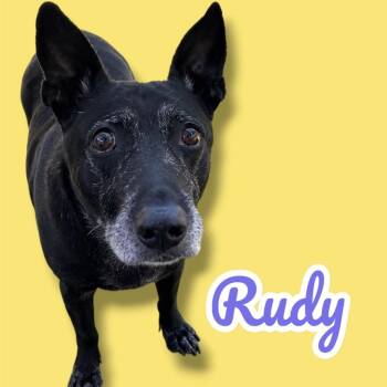 Rudy -  Mixed Breed Dog for Adoption in Scottsdale, Arizona - Rudy | PetCurious