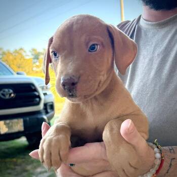 Rusty -  Mixed Breed Dog for Adoption in Aberdeen, North Carolina - Rusty | PetCurious