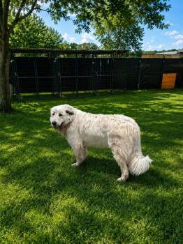 Great Pyrenees Dogs Available for Adoption in Brownstown, Indiana - Freya | PetCurious