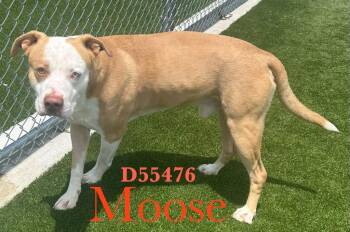 Moose -  American Staffordshire Terrier Dog for Adoption in Clarksville, Tennessee - Moose | PetCurious