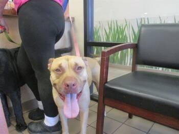 Rescue Mixed Breed Dogs for Adoption in Ocala, Florida - LEIGBA | PetCurious