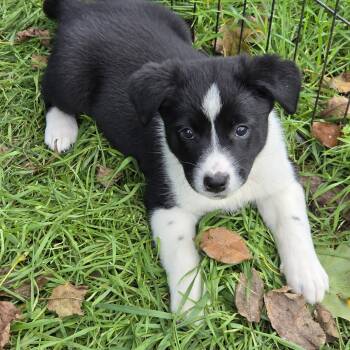 Skye -  Australian Cattle Dog Blue Heeler and Border Collie Dog for Adoption in Stewart Manor, New York - Skye | PetCurious