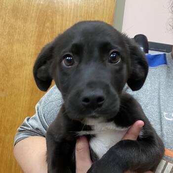 Oreo -  Black Labrador Retriever and Mixed Breed Dog for Adoption in Columbus, Georgia - Oreo | PetCurious