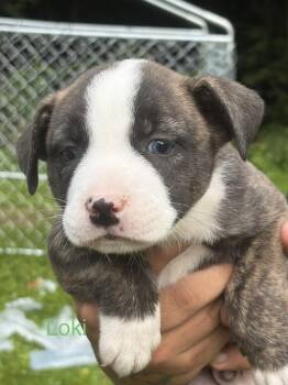 Loki -  Mixed Breed Dog Available for Adoption - Loki | PetCurious