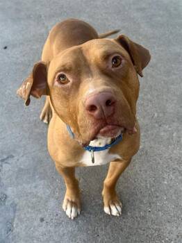 WINSTON -  Mixed Breed Dog for Adoption in Dallas, Texas - WINSTON | PetCurious