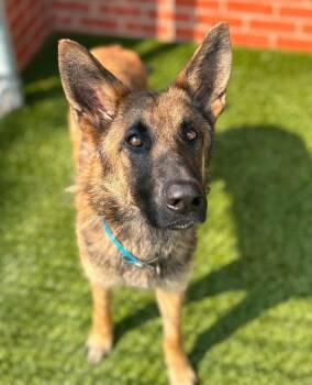 Wilcox -  German Shepherd Dog Dog for Adoption - Wilcox | PetCurious