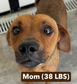 Baby Dulce -  Redbone Coonhound and Hound Dog for Adoption in Washington, District Of Columbia - Baby Dulce | PetCurious