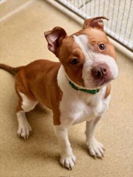 Staffordshire Bull Terrier and Mixed Breed Dogs Available for Adoption in Dedham, Massachusetts - RUDY | PetCurious