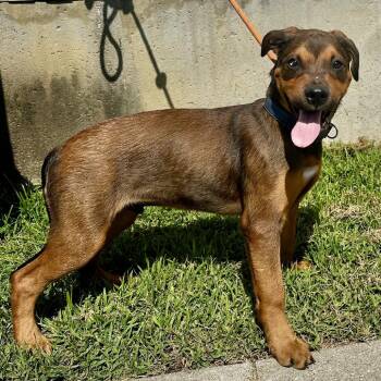 Lucky Day -  Rottweiler and Mixed Breed Dog for Adoption in Warrensburg, Missouri - Lucky Day | PetCurious