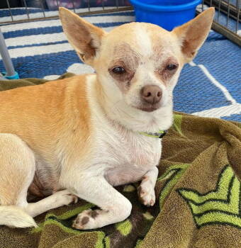 Rescue Chihuahua Dogs for Adoption in Phoenix, Arizona - Baby | PetCurious