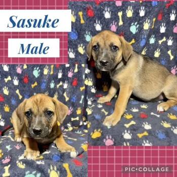 Catahoula Leopard Dog Dogs Available for Adoption in Manchester, Connecticut - Sasuke | PetCurious