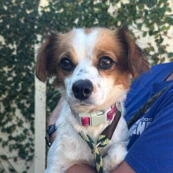 Vienna -  Dachshund and Spaniel Dog for Adoption in Goleta, California - Vienna | PetCurious