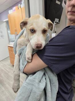 Pam -  Mixed Breed Dog for Adoption in Woodstock, Ontario - Pam | PetCurious