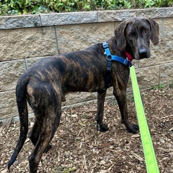 Rescue Plott Hound Dogs for Adoption in Falls Church, Virginia - Scout | PetCurious