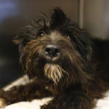 Poodle Dogs Available for Adoption in San Antonio, Texas - JORDIANA | PetCurious