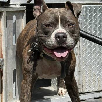 Scooter -  American Bulldog and Mixed Breed Dog for Adoption in Hattiesburg, Mississippi - Scooter | PetCurious