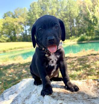 Twister -  Black Labrador Retriever and Mixed Breed Dog for Adoption in Pittsboro, North Carolina - Twister | PetCurious