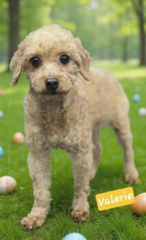 Miniature Poodle Dogs Available for Adoption - Valerie | PetCurious