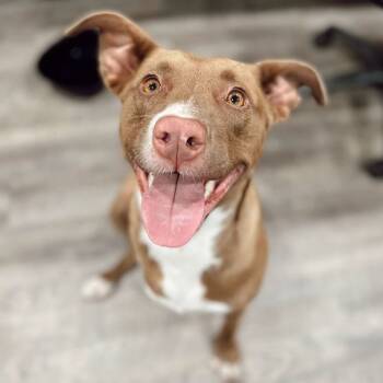 Artimiss -  Mixed Breed and Labrador Retriever Dog Available for Adoption in Rossville, Tennessee - Artimiss | PetCurious