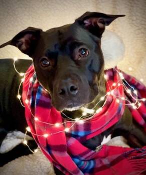 Terrier Dogs Available for Adoption - Izzy (super Sweet, Kid & Dog Friendly) | PetCurious