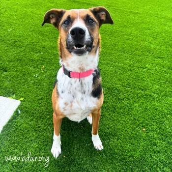 Stella -  Labrador Retriever and Shepherd Dog for Adoption in Cheyenne, Wyoming - Stella | PetCurious