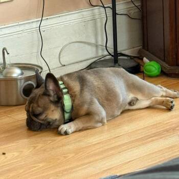 French Bulldog Dogs Available for Adoption in Huber Heights, Ohio - Max | PetCurious